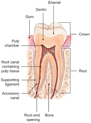 How do I know if I need a root canal
